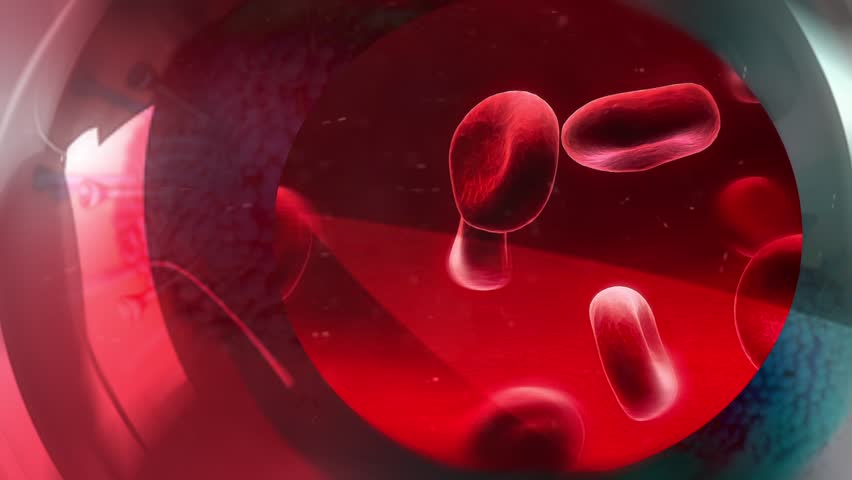 the movement of blood through the Movement of blood through the heart there are nine steps for the blood to move throughout the heart step one is that the deoxygenated blood enters the heart through. the movement of blood through the Movement of blood through the heart there are nine steps for the blood to move throughout the heart step one is that the deoxygenated blood enters the heart through.