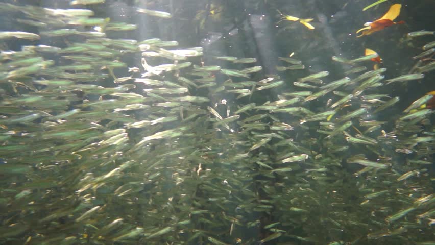 Shoal Of Juvenile Fish Underwater In The Mangrove Roots, Caribbean Sea 