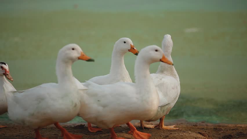 White Ducks With Orange Beaks Walk Along The Beach Stock Footage Video