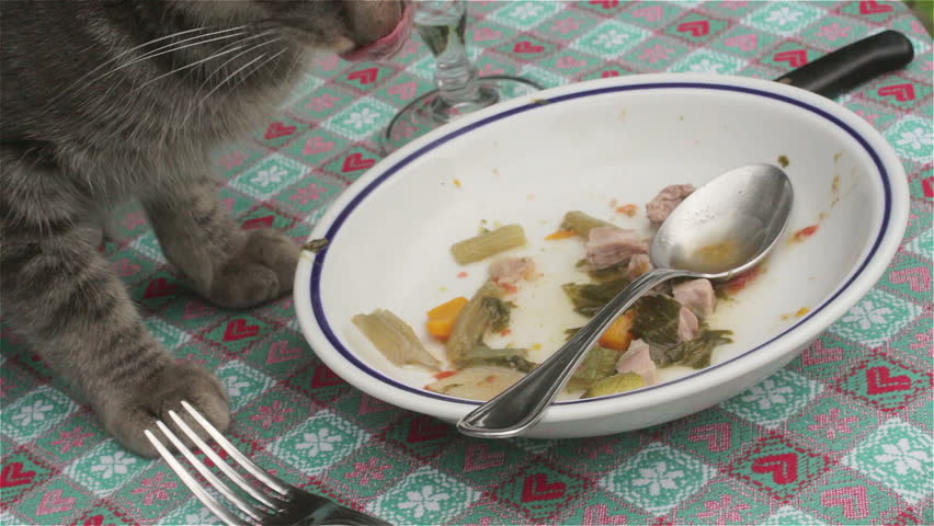 Dog Cat Watching Table Food Dog Cat Watching Table Food