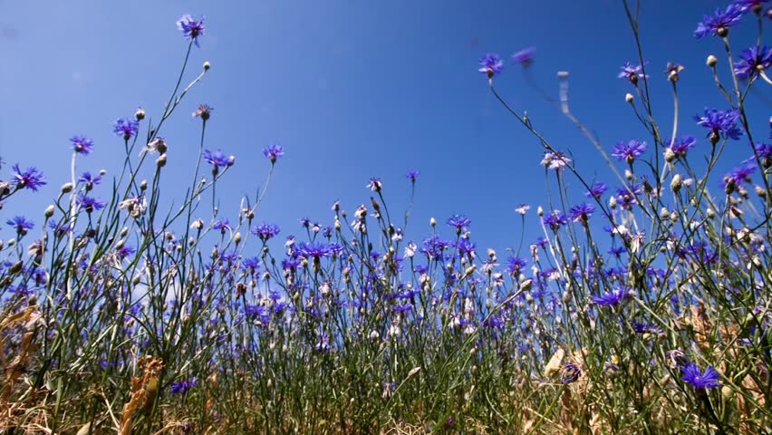 field of lavender flowers swinging in the breeze against a field of lavender flowers swinging in the breeze against a