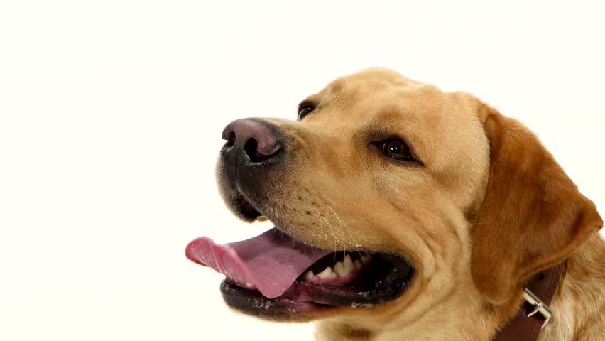 golden retriever tongue sticking out beautiful golden labrador retriever with stick out pink tongue sitting and golden retriever tongue sticking out beautiful golden labrador retriever with stick out pink tongue sitting and