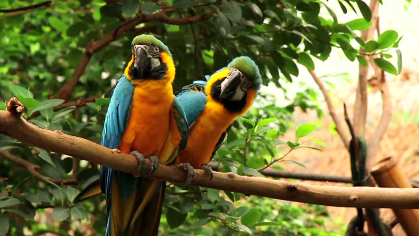 Parrots On A Tree - Hd Stock Video Clip