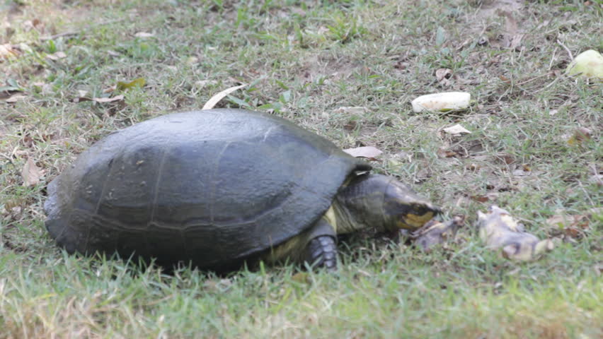 turtles-eat-fruit-of-the-pond-stock-footage-video-8901340-shutterstock