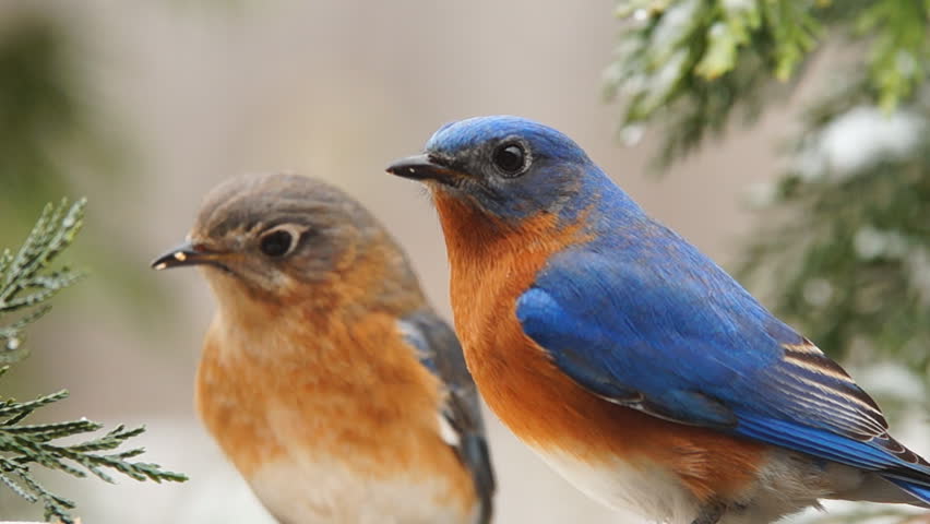 Eastern Bluebirds (sialia Sialis) Male And Female Eating Worms, Winter 