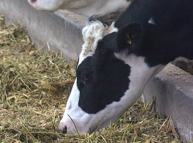 Holstein Dairy Cow Eating Silage. Stock Footage Video