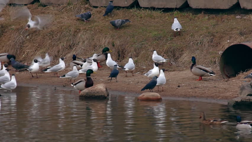 feeding birds gulls ducks and pigeons around concrete feeding birds gulls ducks and pigeons around concrete