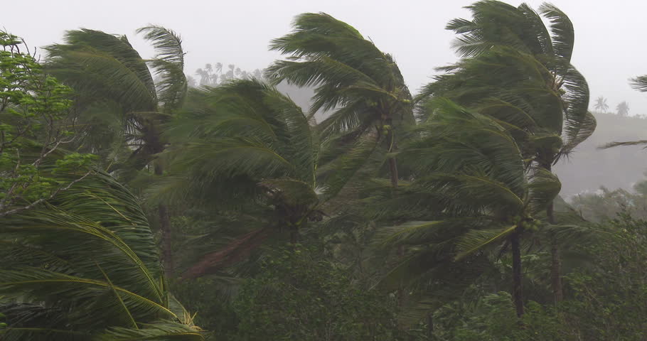 palm tree blow up