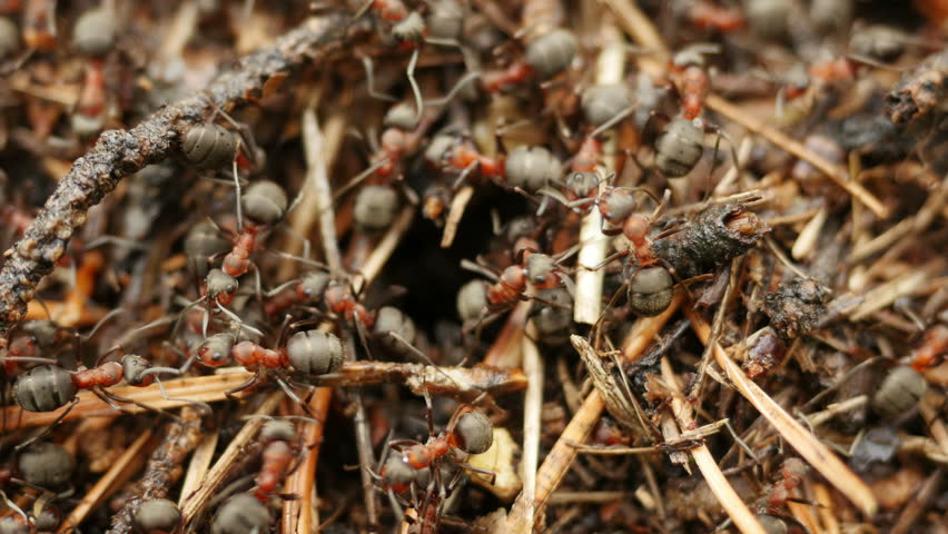 Working Ants On Anthill. (Formica Rufa) Stock Footage Video 4208944 ...