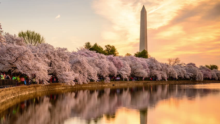 WASHINGTON - APRIL 11, 2015: Crowds Throng The Tidal Basin Below The ...