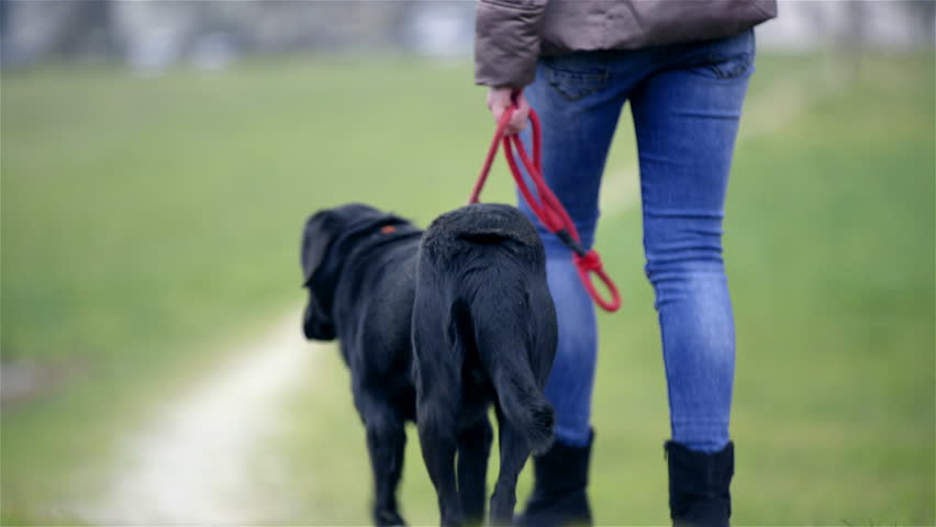 Dog On Leash Pulling While Walking 4K. Female Owner And Black Labrador ...