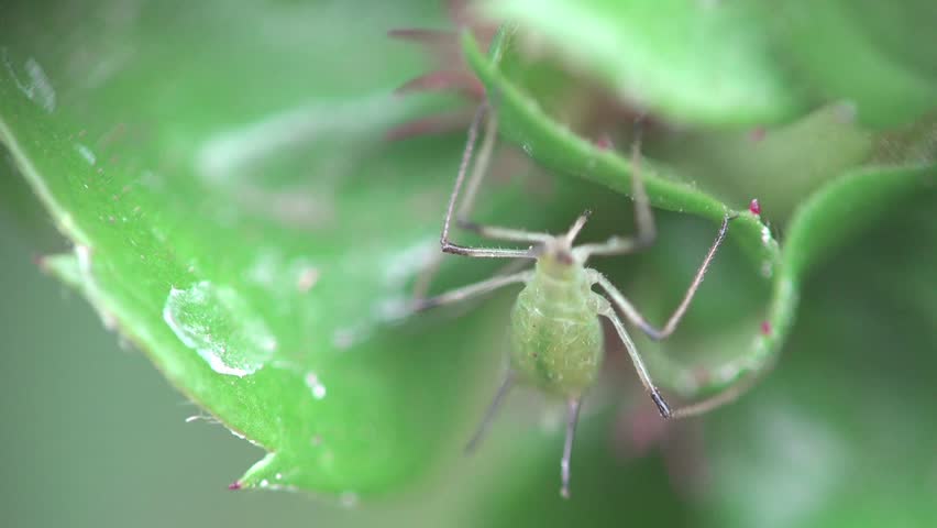 Honeydew From Aphids Stock Footage Video 4937018 - Shutterstock