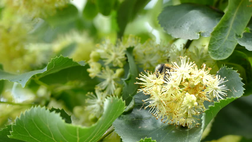 Honey Bee Collecting Pollen From Yellow Linden Tree Blossoms Stock ...