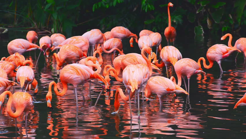 Group Of Bright Pink Flamingos Standing In A Pond Stock Footage Video ...