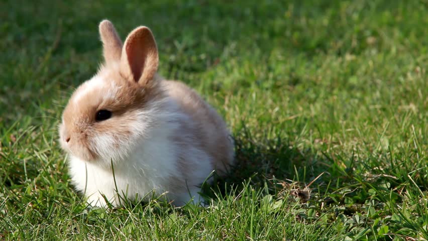 Easter Bunny (German) Stock Footage Video 1129627 - Shutterstock