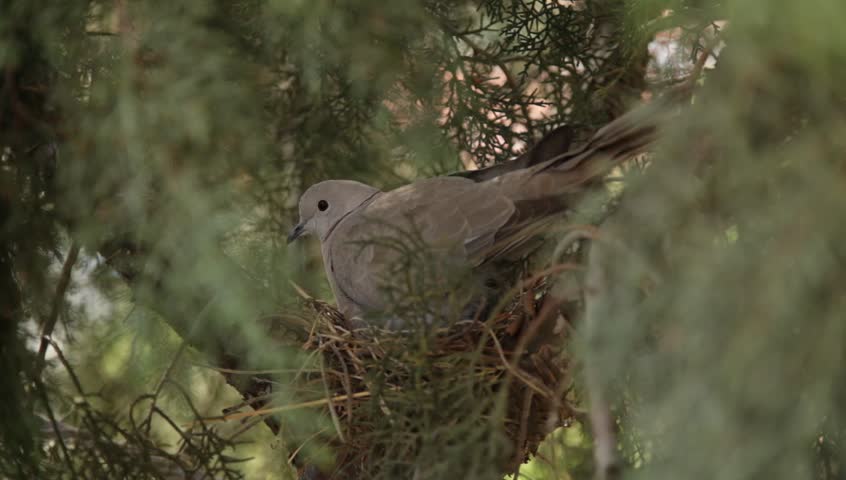 Eurasian Collared Dove Nesting In A Mulberry Tree Stock Footage Video ...