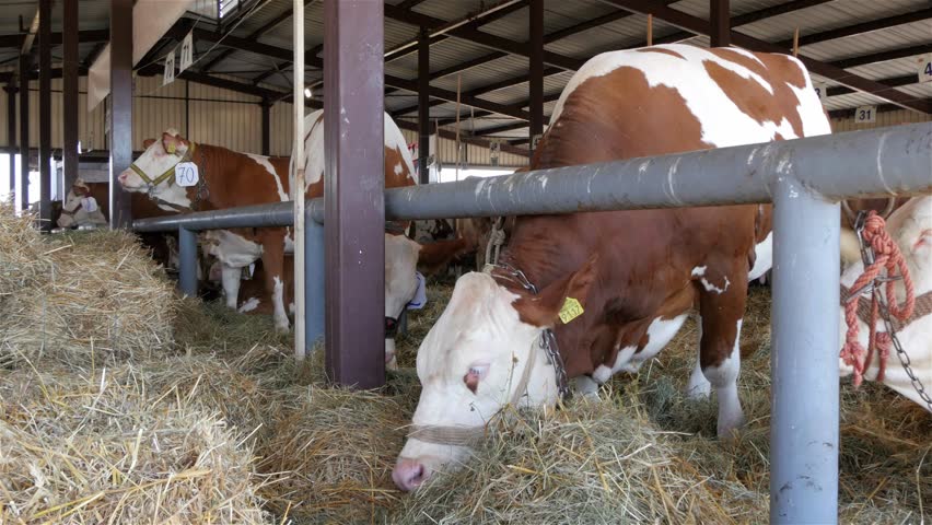 Krusevac, Serbia - September 28. 2014. Agriculture Exhibition ...