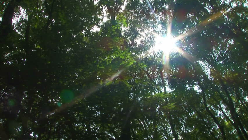 Sunlight Filtering Through Trees Stock Footage Video 1259677 - Shutterstock