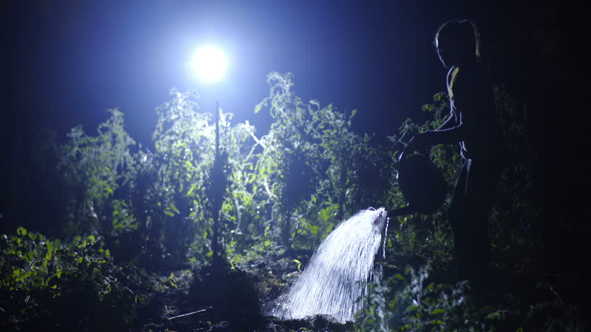 Gardener watering plants on garden in dark 4K. Wide shot