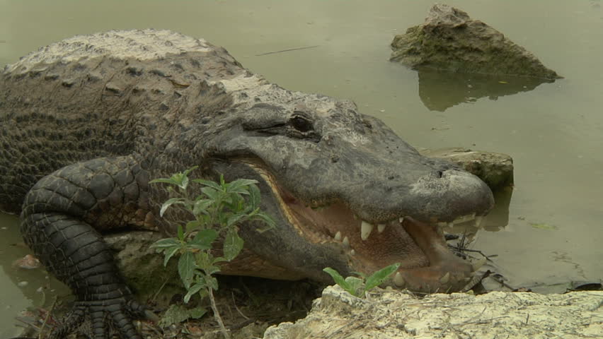 Alligator Open Mouth Stock Footage Video 1378429 - Shutterstock