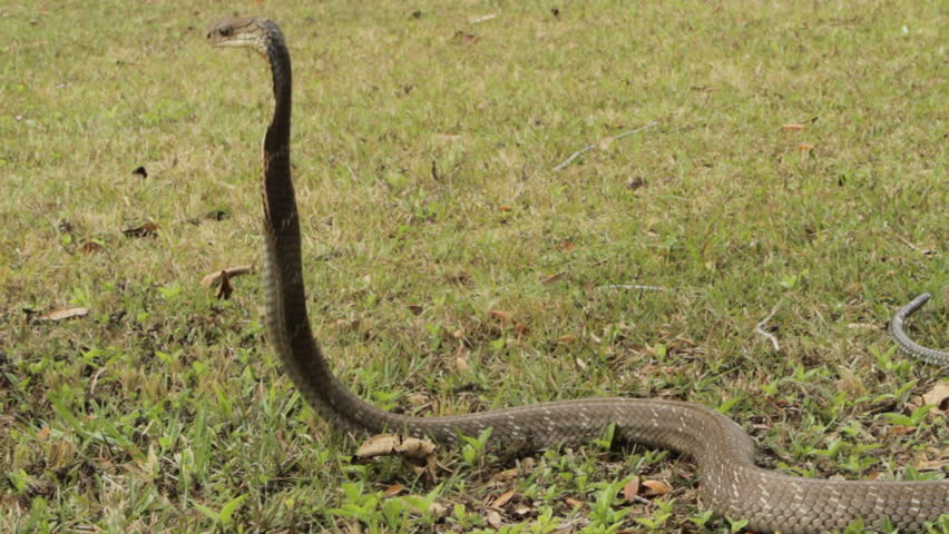 King Cobra Angry & Alert Stock Footage Video 1383379 - Shutterstock