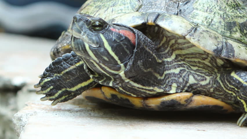 Close Up HD Footage Of A Red-Eared Slider, A Common Pet Turtle In Front ...