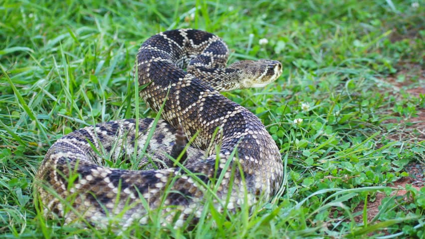 Eastern Diamondback Rattlesnake (Crotalus Adamanteus) Is A Highly ...