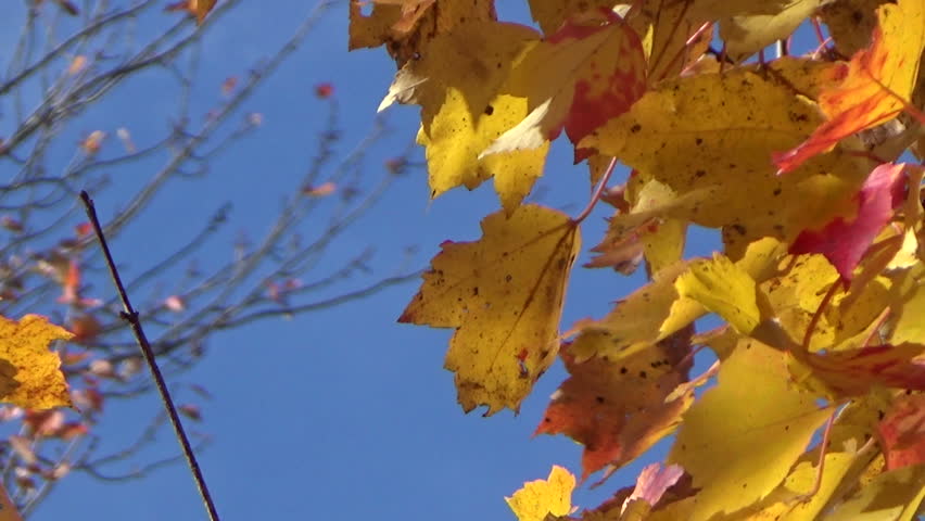 Fall Maple Leaves Blowing In The Wind Stock Footage Video 3330926 ...