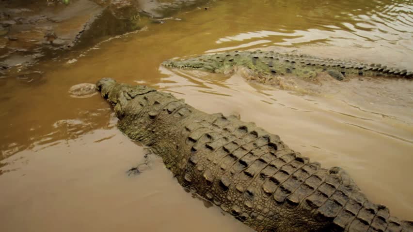 Crocodile Crawling Into River Stock Footage Video 1842058 - Shutterstock