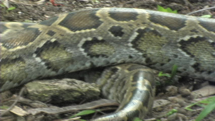 Aggressive Python Stock Footage Video 1482958 - Shutterstock