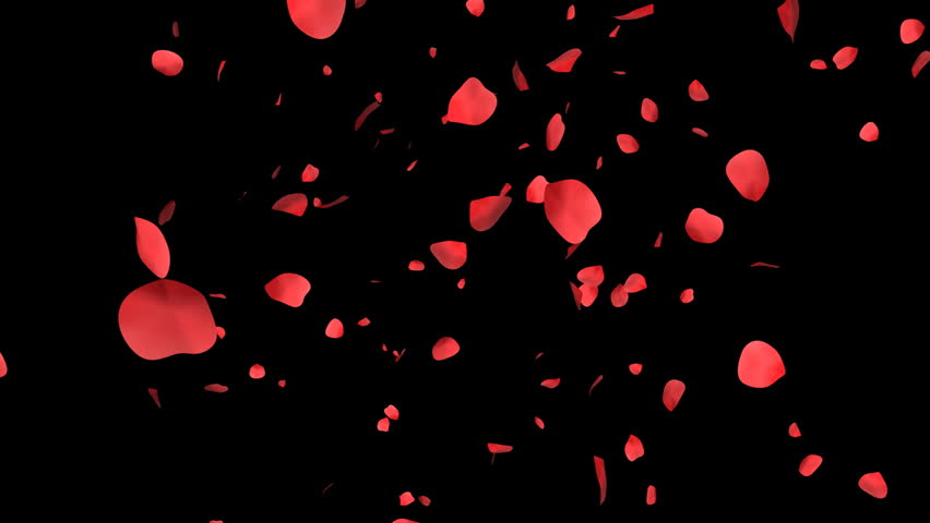 Rose Petals With Alpha Channel Stock Footage Video 151534 - Shutterstock