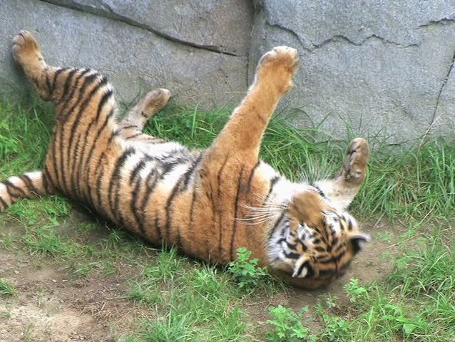 Tiger Rolling Over 02 Stock Footage Video 133570 - Shutterstock