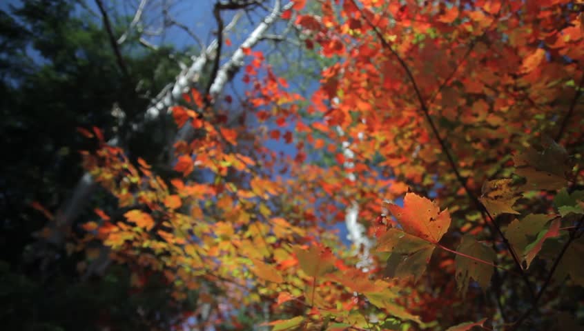 Looking Up At Autumn Leaves Blowing In Wind Stock Footage Video 1660660 ...