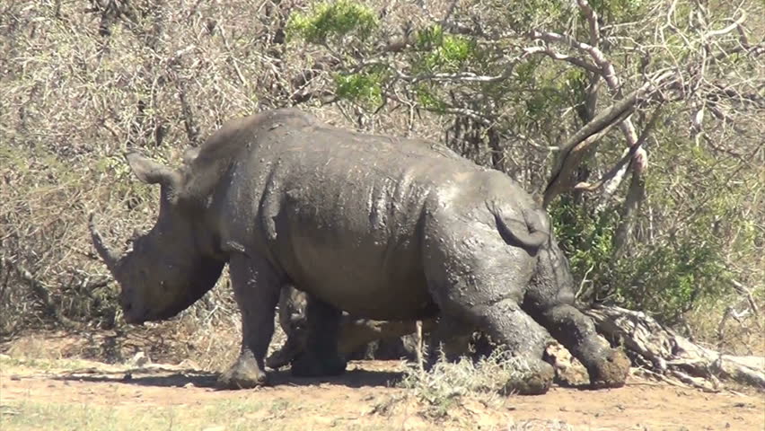 Rhino Rubbing Belly On Tree Stump Stock Footage Video 1706737 ...