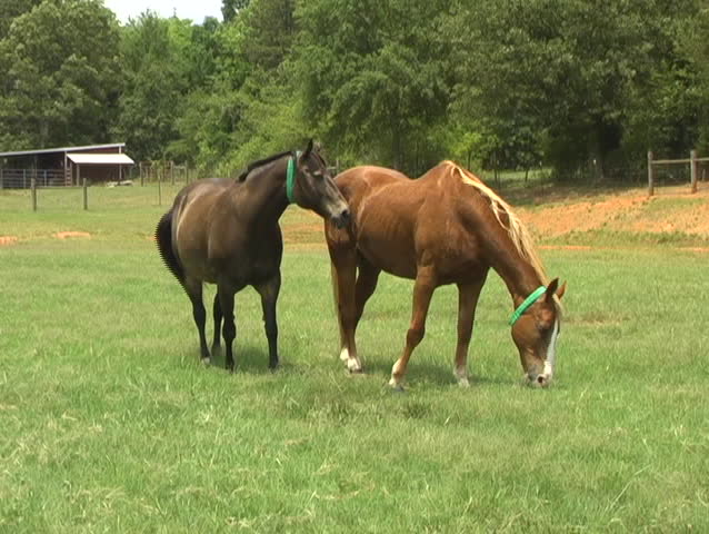 Two Full Grown Horses Side By Side In A Pasture Look Around And Graze ...