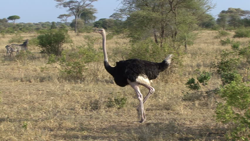 A Pair Of Ostrich Walk By Zebra In Tanzania, Africa. Stock Footage ...