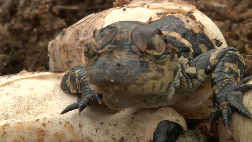 Alligator Hatchling Stock Footage Video 2648303 - Shutterstock