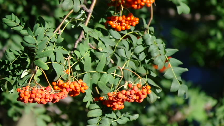 A Lot Of Mountain Ash Berries On Tree Branches Under Sun Rays. Stock ...