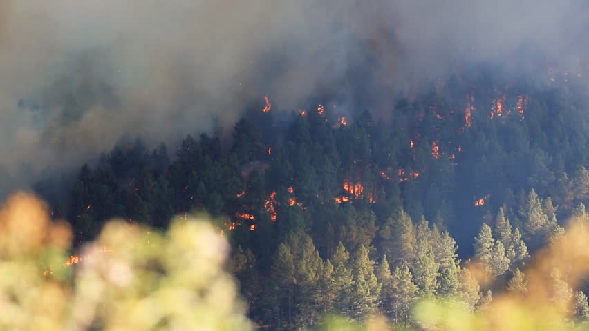 Burning Forest Fire In Pine Trees On Hill Stock Footage Video 4941968 ...