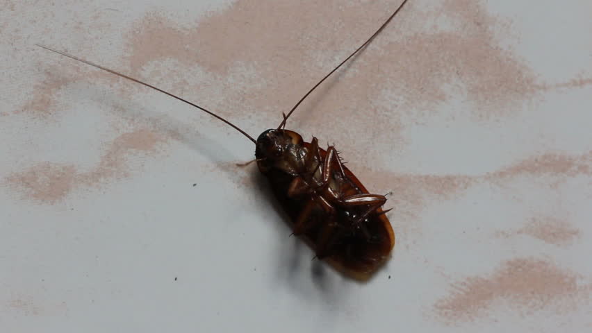 A Dying Cockroach Stock Footage Video 2843725 - Shutterstock