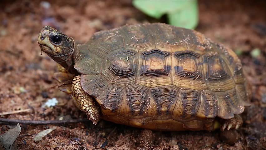 Critically Endangered Flat-tailed Spider Tortoise (Pyxis Planicauda) In ...