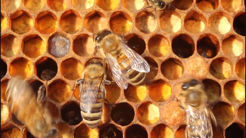 Bees In Hive Taken Out Of Box Outside The Hive Bees Behave Very Active ...