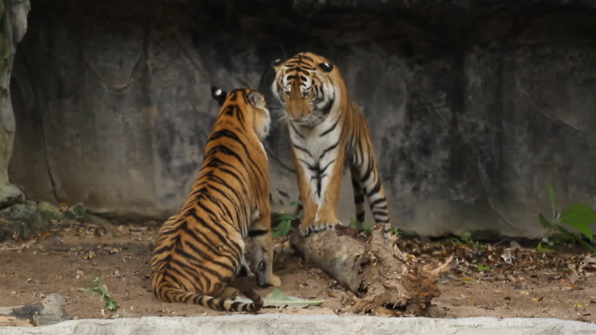 Bengal Tiger Stock Footage Video 6289622 - Shutterstock