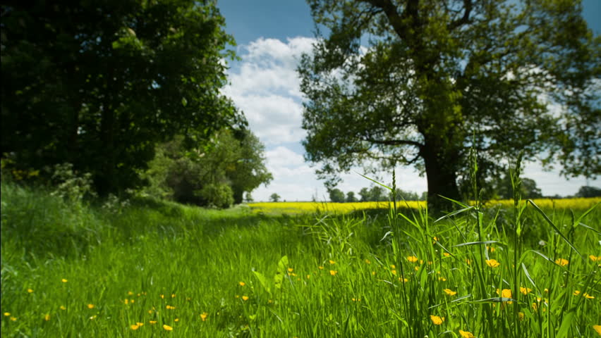 Flower Field , Pan Shot Stock Footage Video 3777500 - Shutterstock