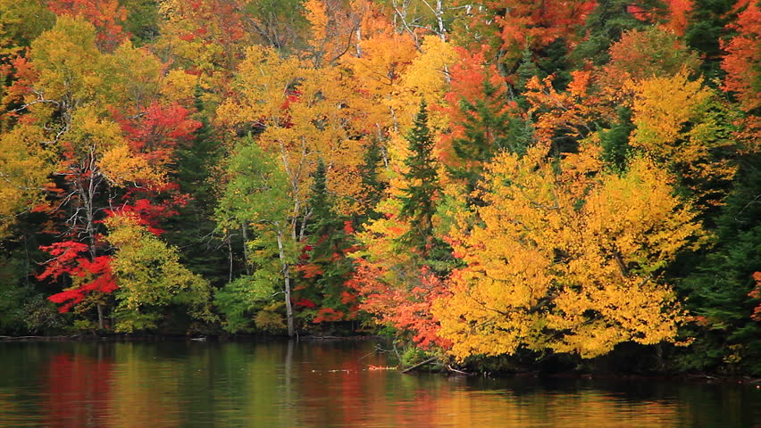 Breathtaking View Of Fall Foliage Along Lakeside Forest Stock Footage ...