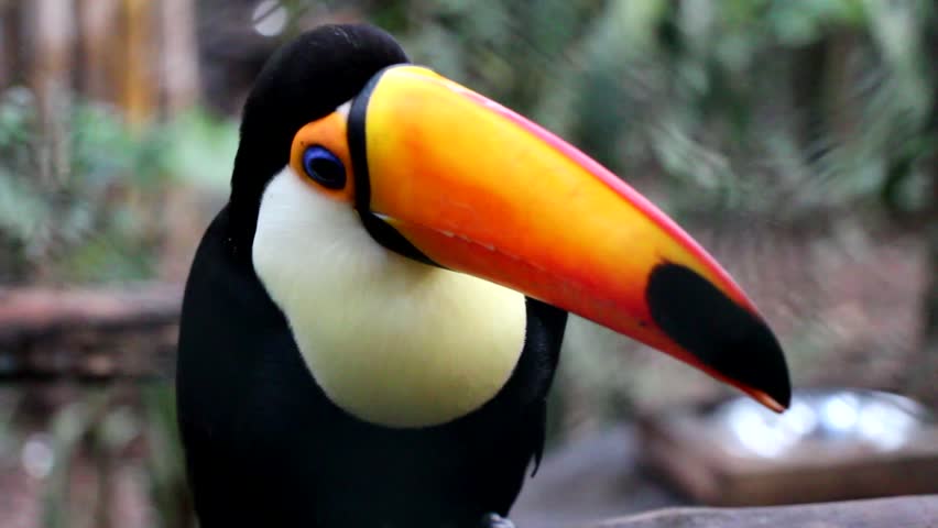 An Big Toucan Standing On A Branch, Looks Around Stock Footage Video ...