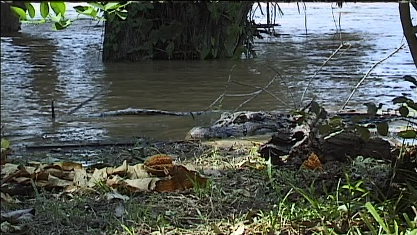 Crocodile At River In Amazon Rainforest In Peru Stock Footage Video ...