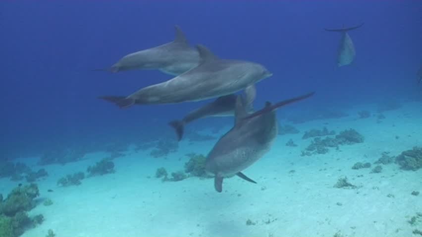 A pod of very relaxed bottlenose dolphins swimming at Shaab el Erg in ...