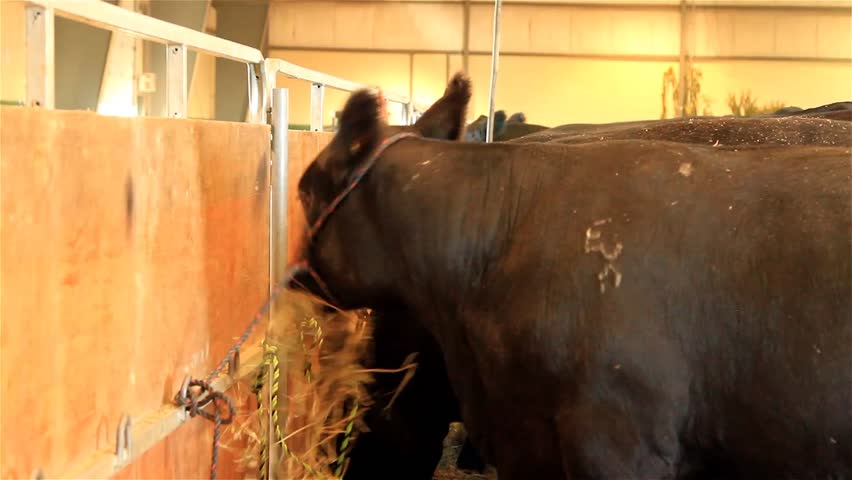 Black Angus Cows Eating Hay Stock Footage Video 4671485 - Shutterstock