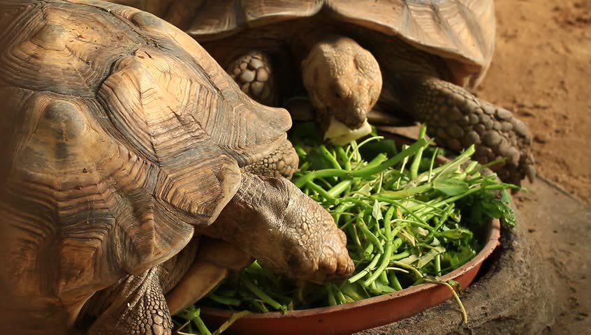 Turtle Eating Vegetable Stock Footage Video 7712431 - Shutterstock